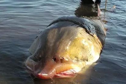 黑龙江五大名鱼,黑龙江最顶级的鱼