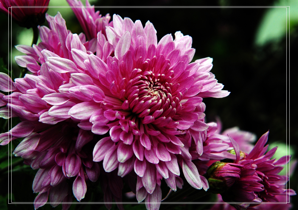 生活中常见的花语大全,生活中常见花卉花语