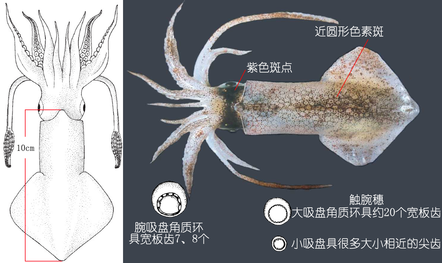海鲜认识和吃法,海鲜解析