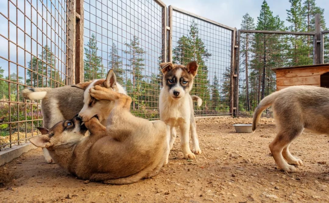 鎸▉娴疯竟灏忓矝,鎸▉灏忓矝涔嬫梾