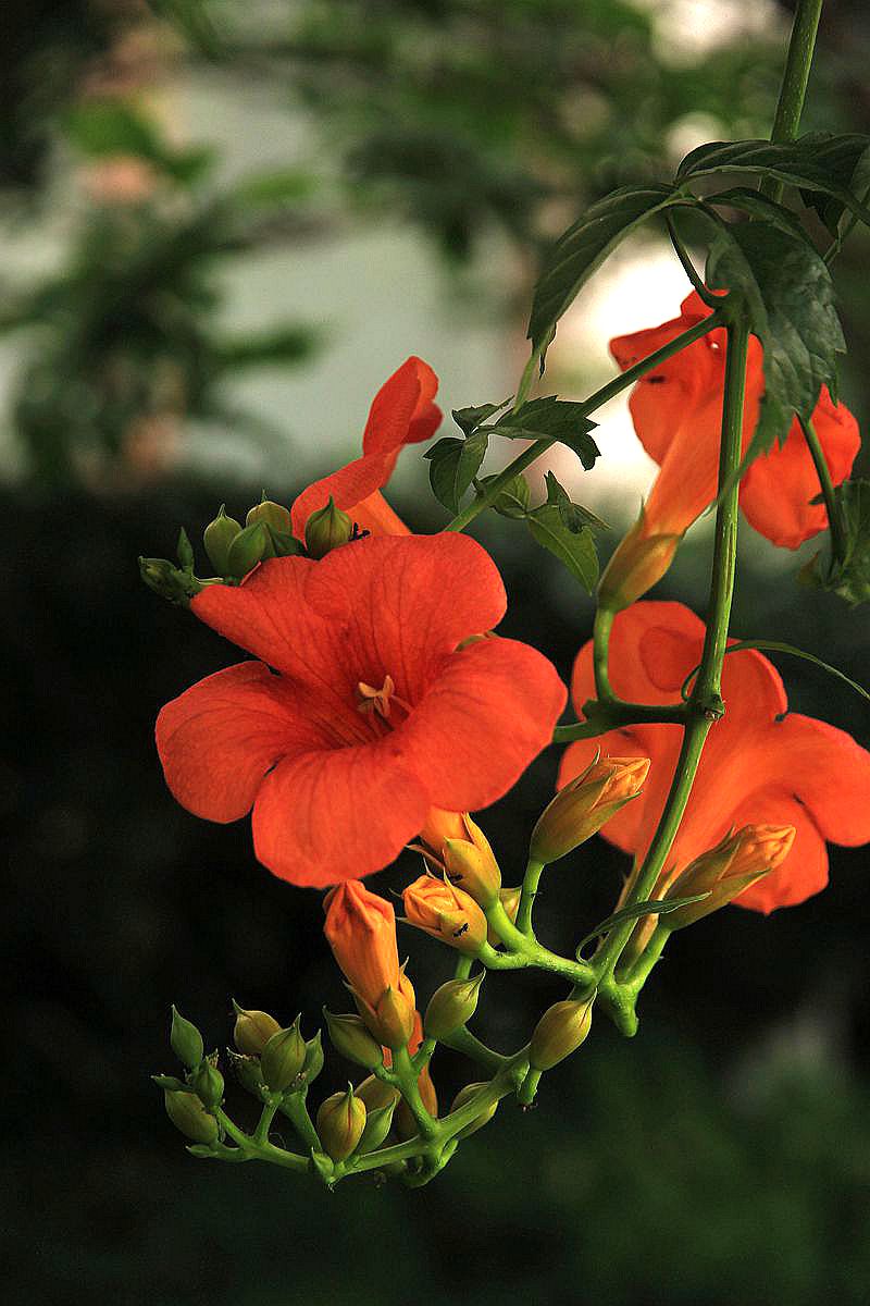 二十四节气小暑手抄报,二十四节气小暑完整版