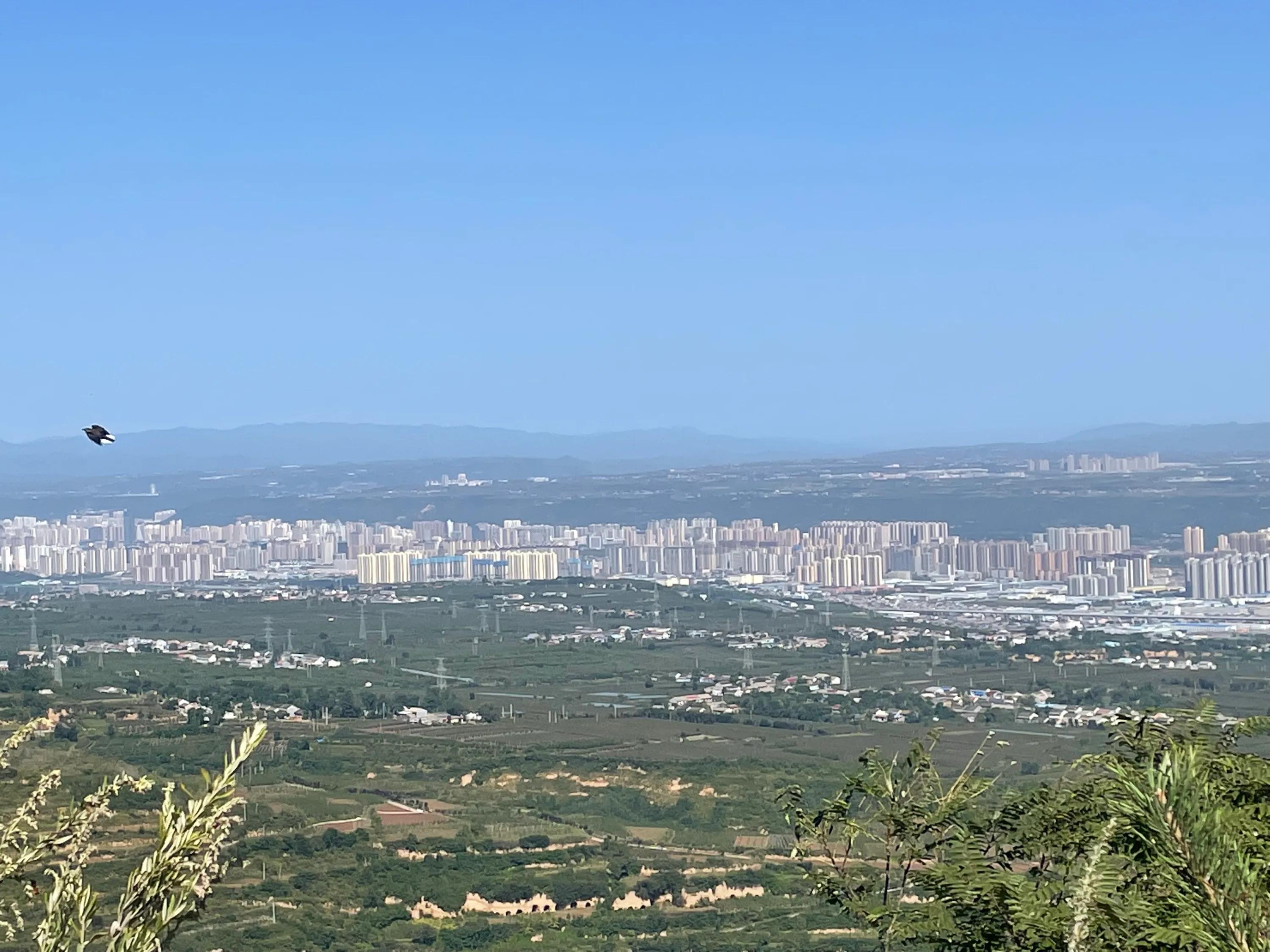 白雀寺神树视频,白雀寺供奉哪位菩萨