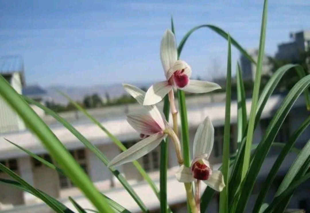 莲瓣兰五彩蝶品种简介,莲瓣兰大雪素有几个品种
