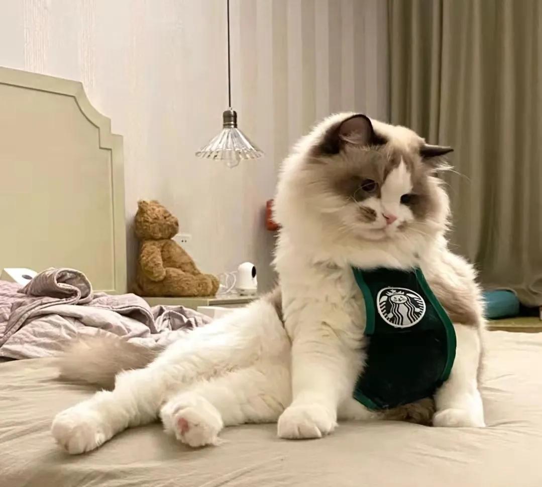 猫咪长了像胡子一样的毛 (为什么一个月多的猫咪毛发很凌乱)