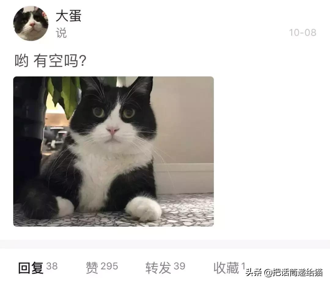 猫故事书籍,猫故事小说