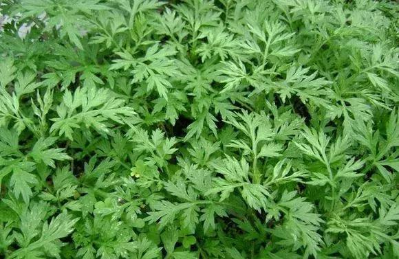 适合室内养的50种植物驱蚊,适合家里养的驱蚊的植物