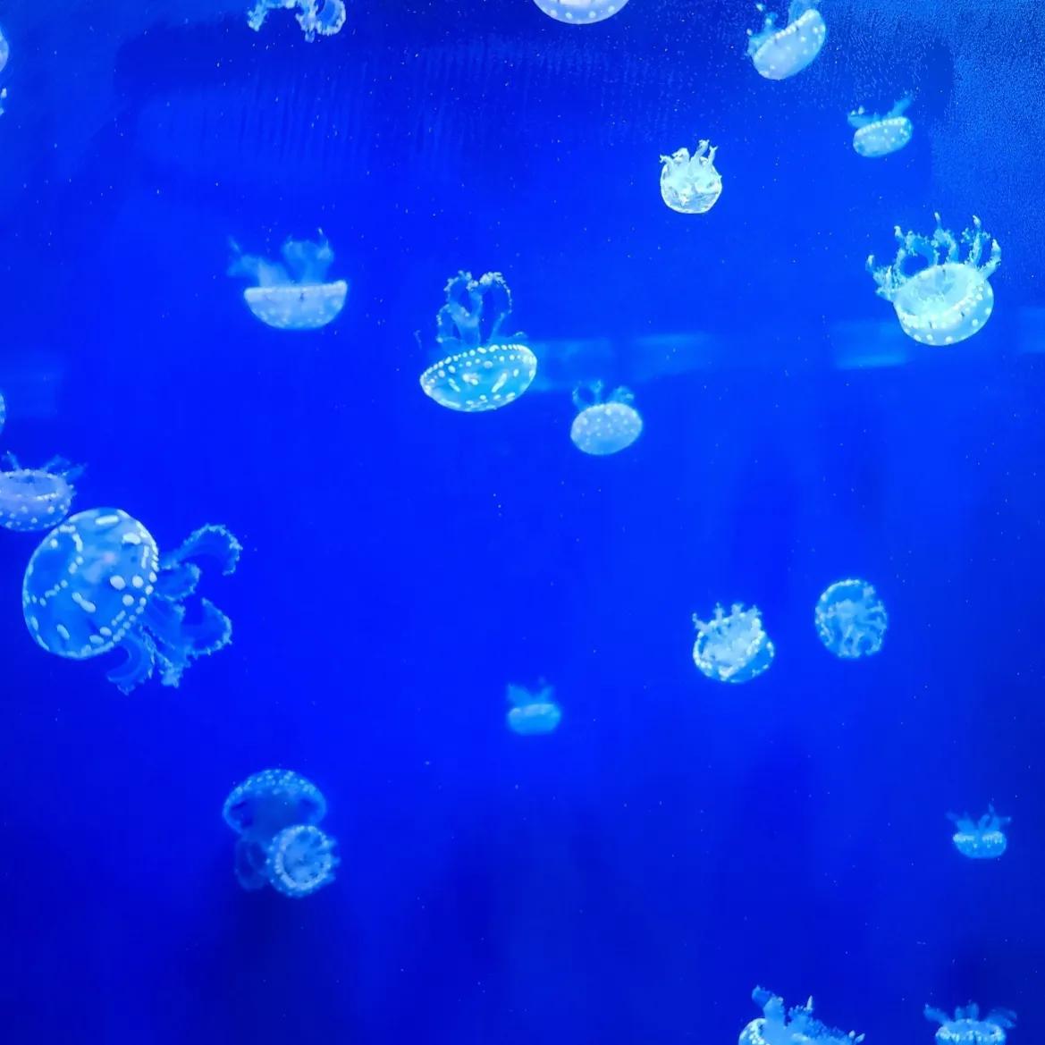 抚顺海洋极地馆亲子攻略,抚顺皇家极地海洋世界亲子游