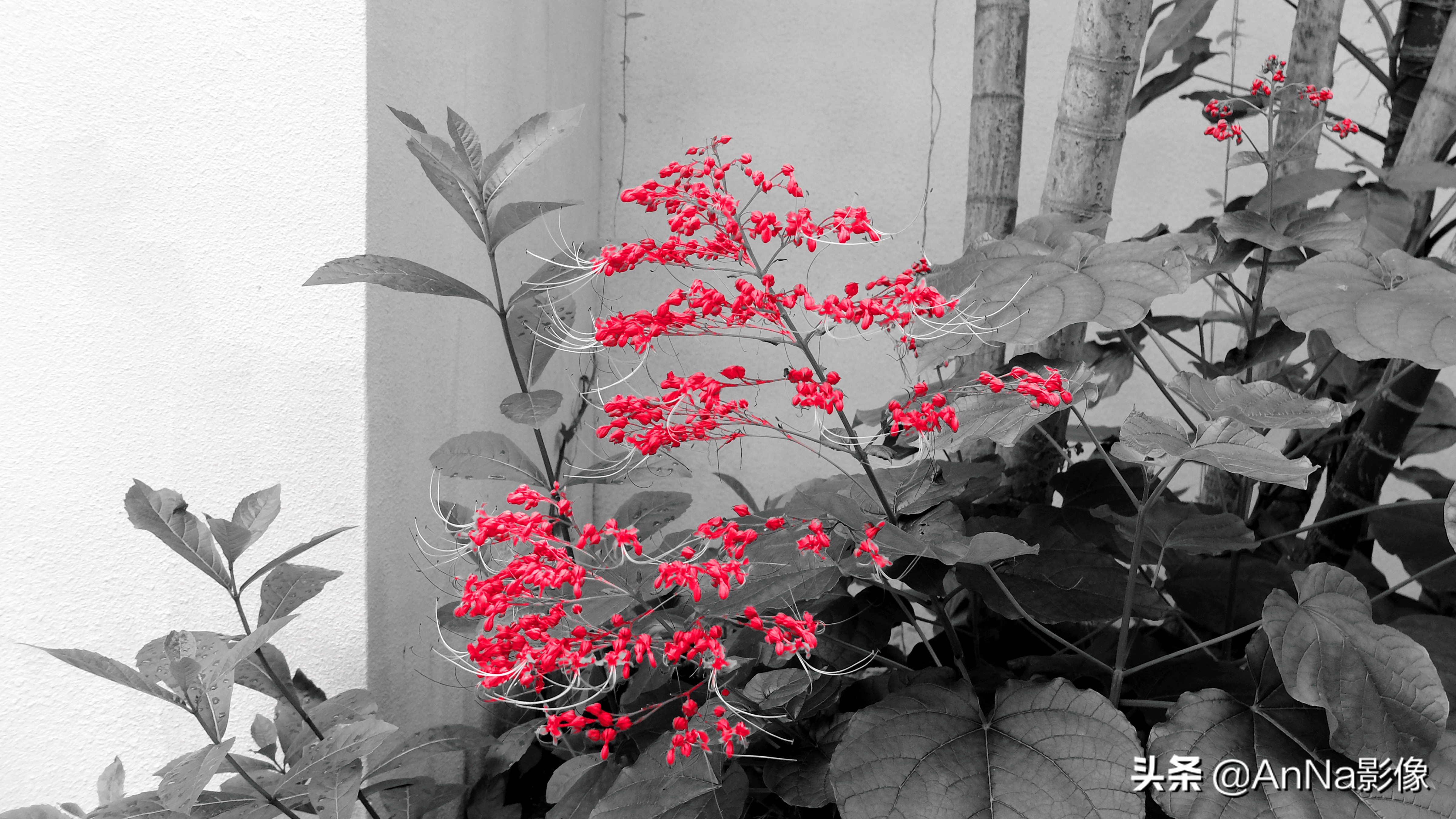 手机富士创意滤镜软件,富士xs10创意滤镜