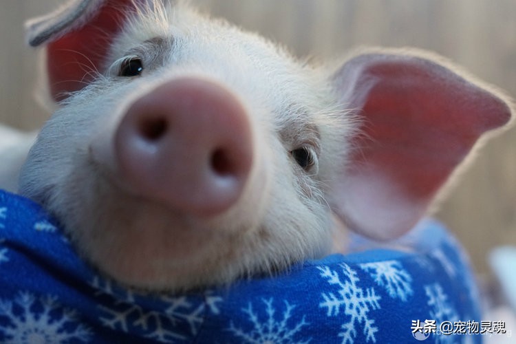 养宠物猪要做好的准备,养宠物猪需要注意的事项有哪些