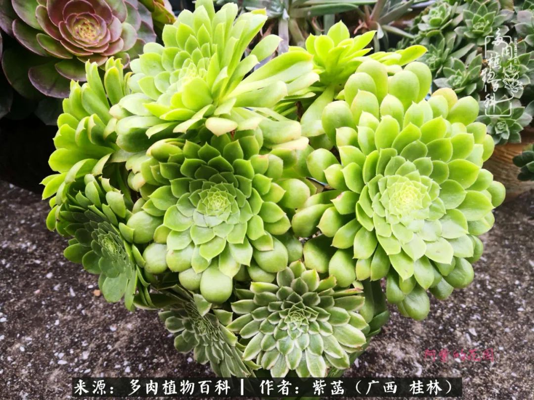 如何在夏天买的多肉度夏,多肉度夏好帮手