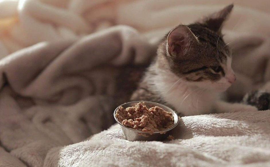 猫咪放屁臭搞笑,小小的猫咪放屁怎么那么臭啊