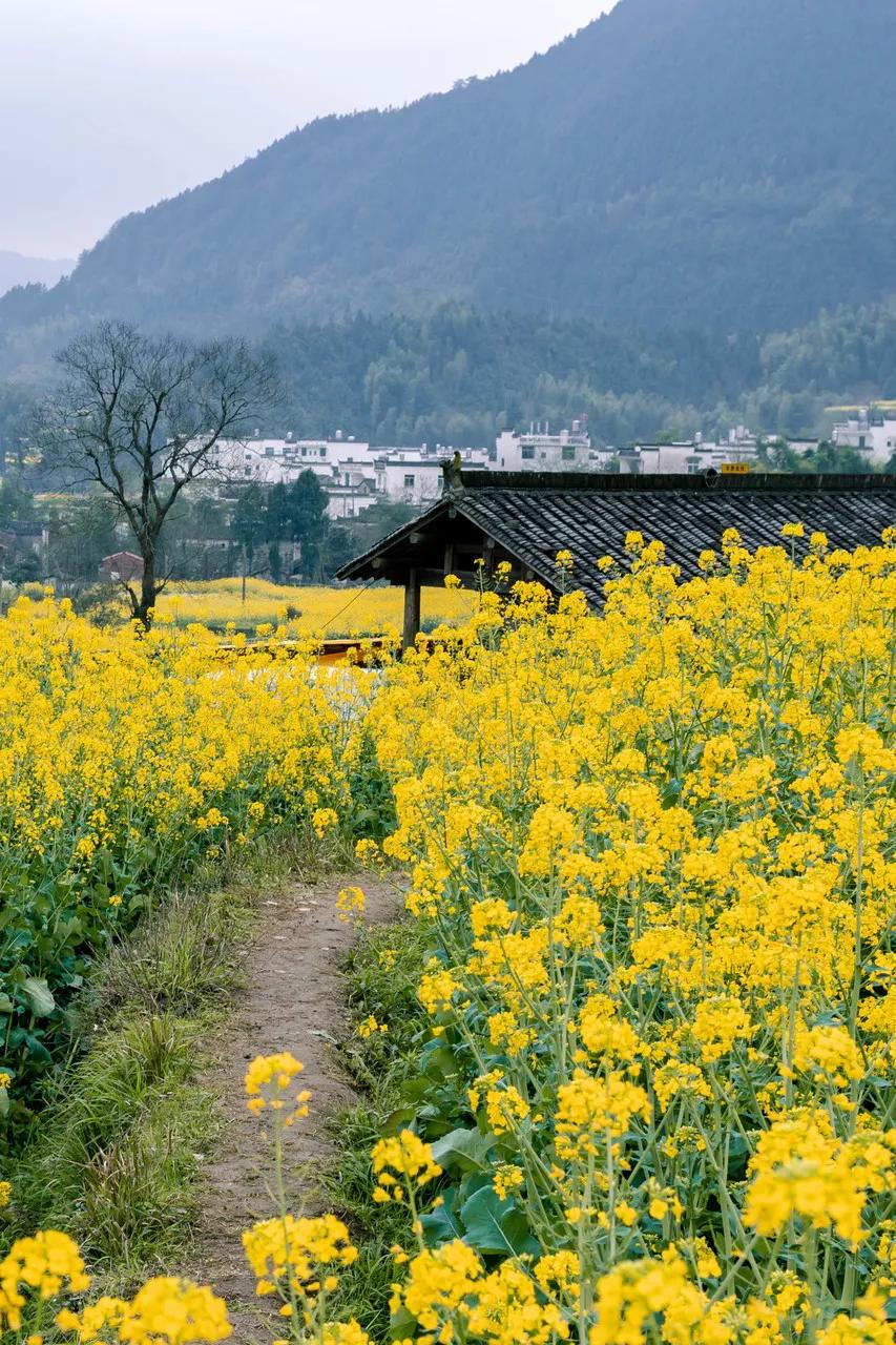 安徽春天美丽的视频,安徽美丽的春天