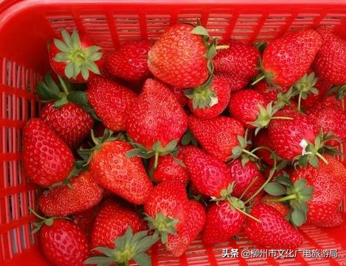 柳州草莓采摘园附近最近地方,柳州附近摘草莓好玩的地方