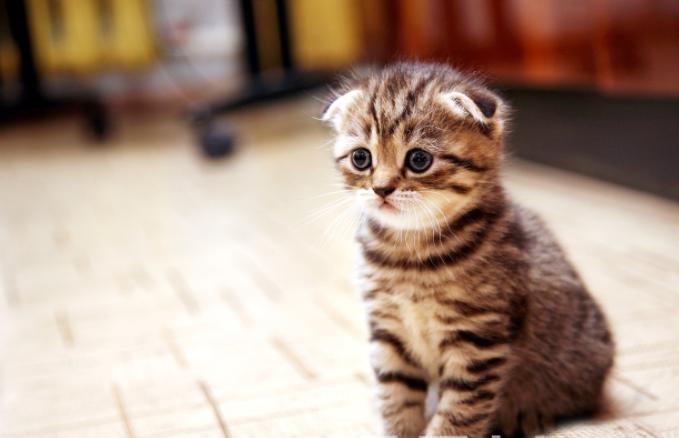 猫咪便血可大可小,找对原因,对症下药是关键