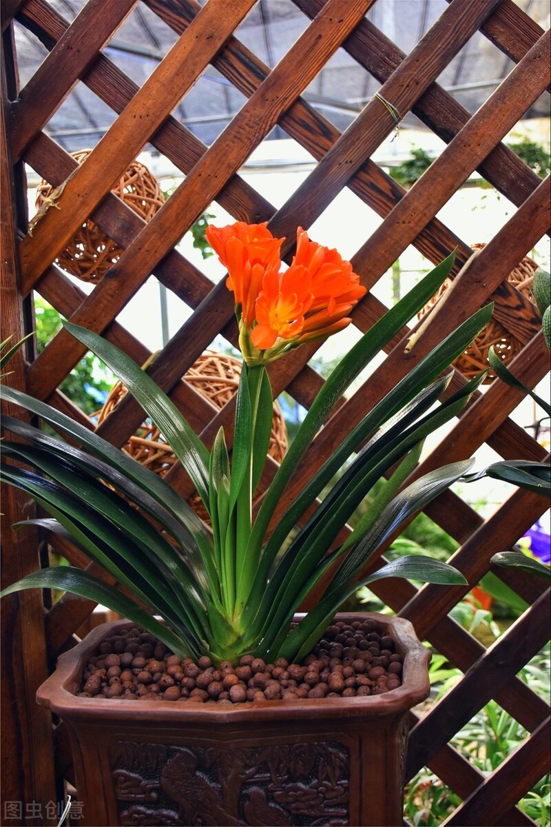 君子兰夏天的养殖方法和技巧,君子兰如何度夏最好养