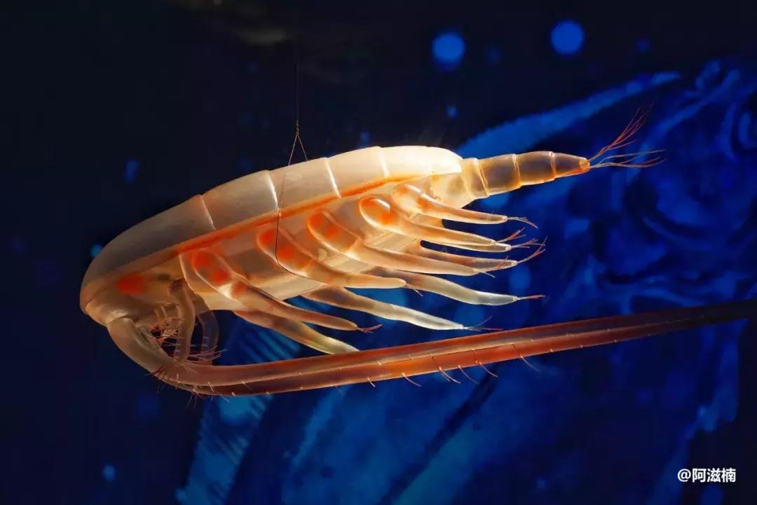 为了吃世界上最好吃的青花鱼，我飞去了挪威，光是捕捞船价值4亿