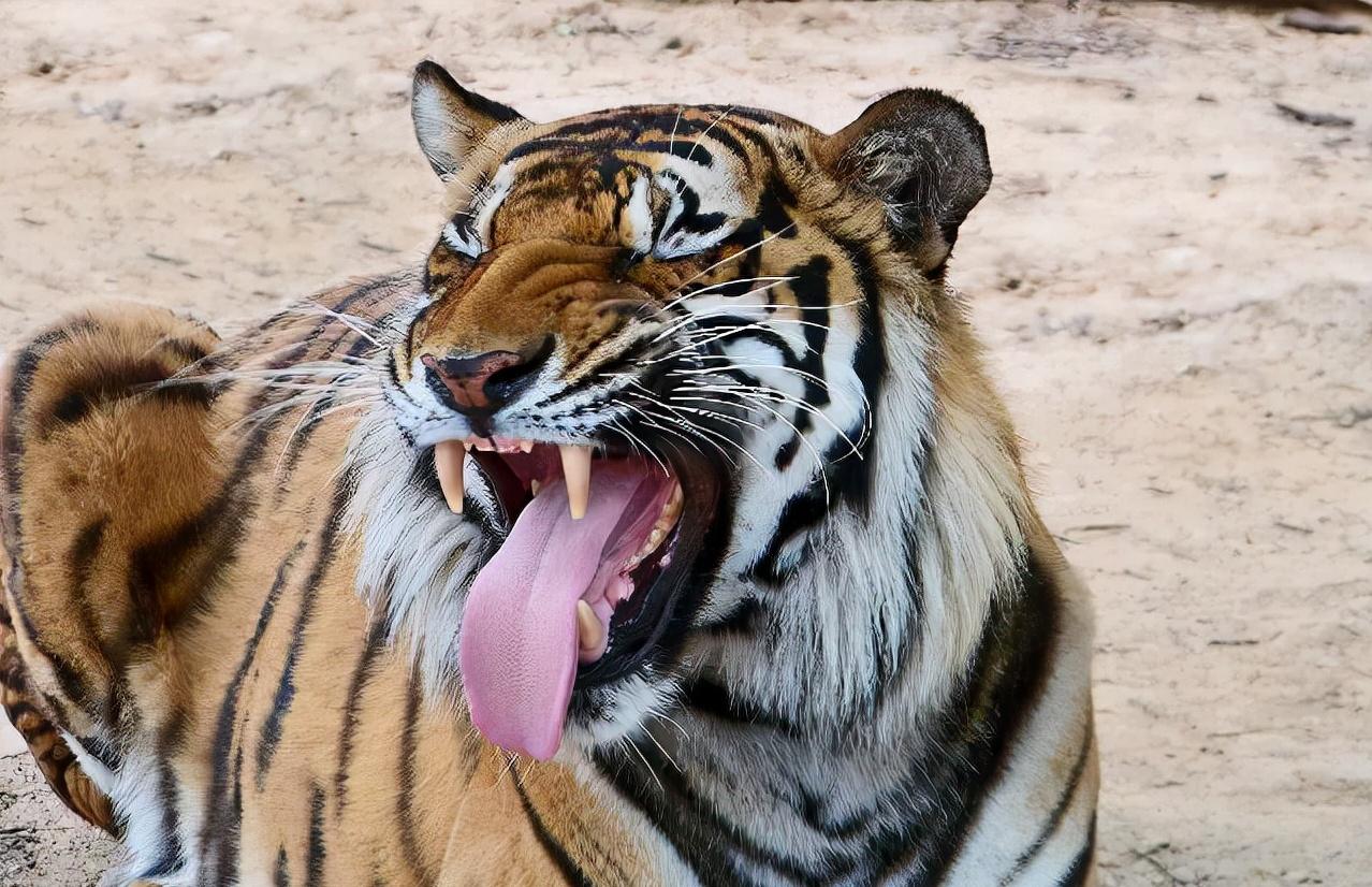 安徽一药店闯进黄鼠狼，民警惨遭臭屁攻击，黄鼠狼的屁有害吗？