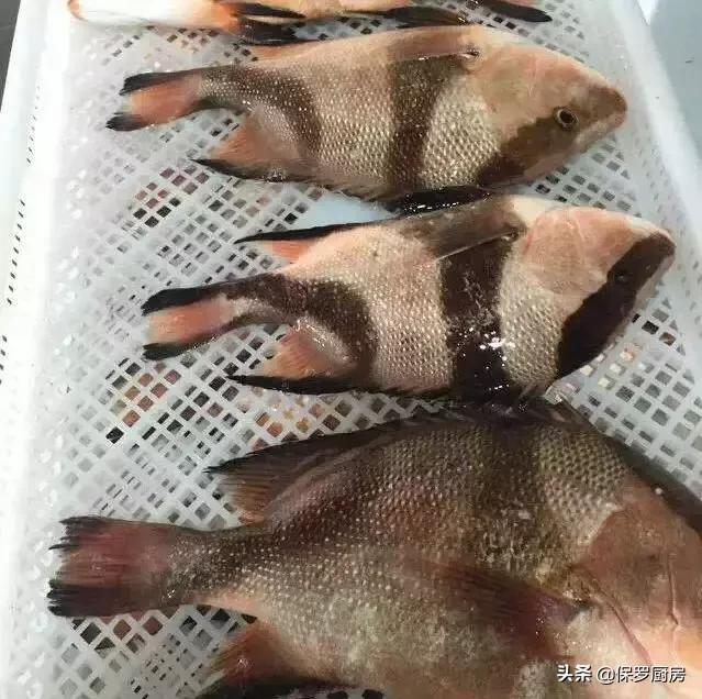 海鲜大荟萃,常见贝壳类海鲜