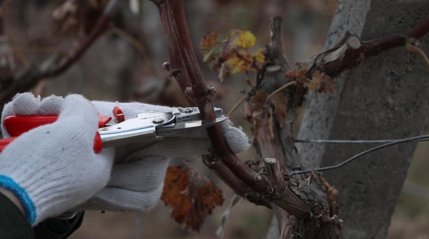 葡萄休眠期的修剪方法,葡萄冬季修剪的最佳时间