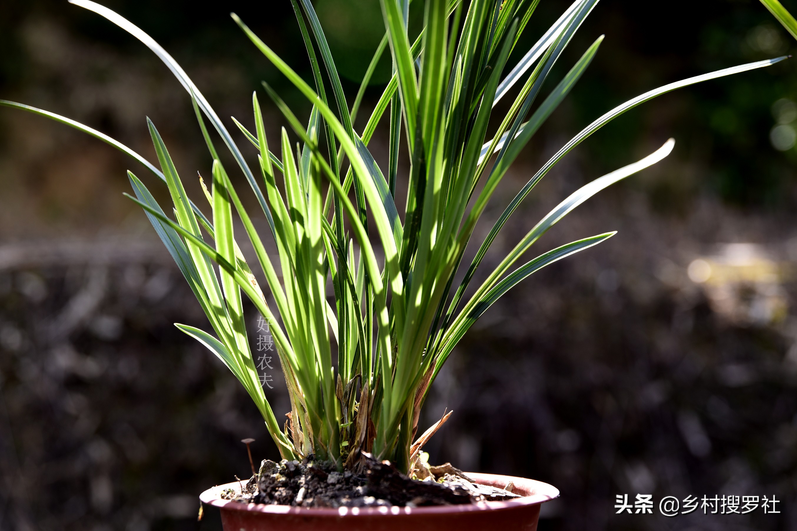 兰花出花苞冬季怎么管理和养护,兰花有花苞后如何养护和管理