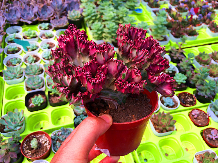 彩春峰的风水寓意,彩春峰的品种怎么养