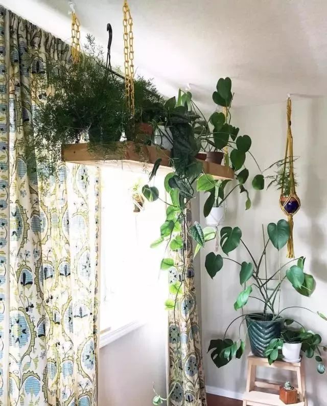 开一家植物美学小店,开一家属于自己的花店