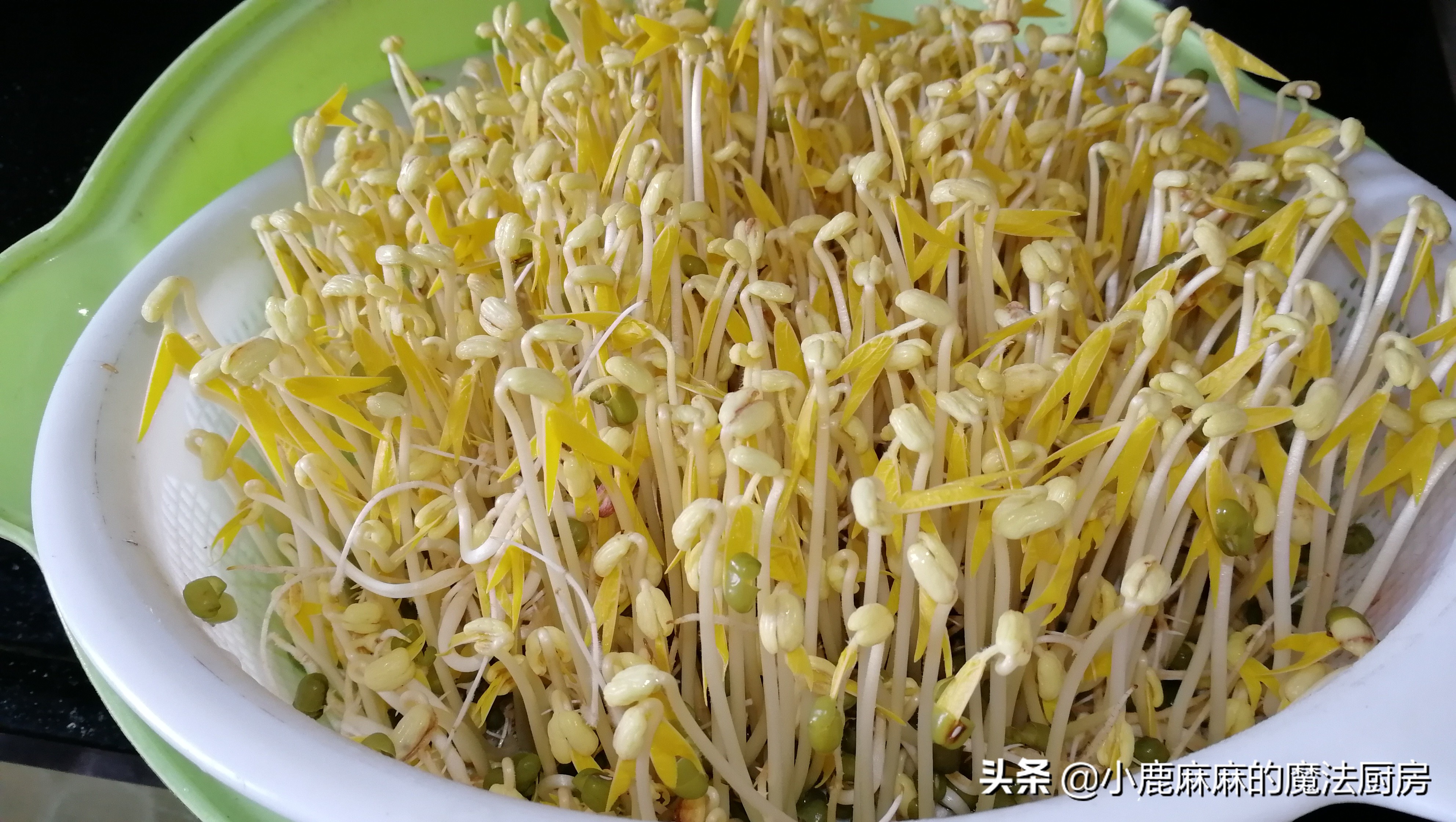 自制的豆芽怎么会苦,怎么自制豆芽不苦