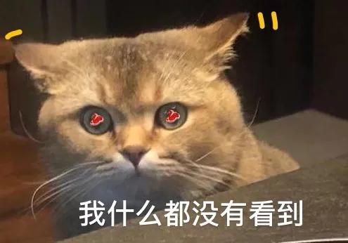 两只从来都不打架的猫咪突然打架,两只猫咪几个月还在打架
