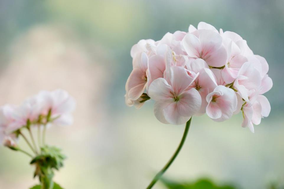 仿真兰花高档上档次,兰花上档次