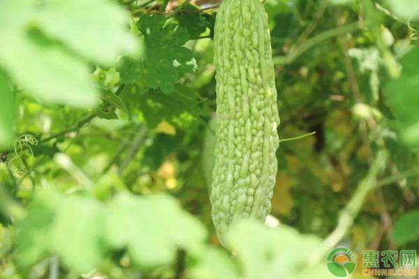 苦瓜结果少,苦瓜出苗慢的原因是什么