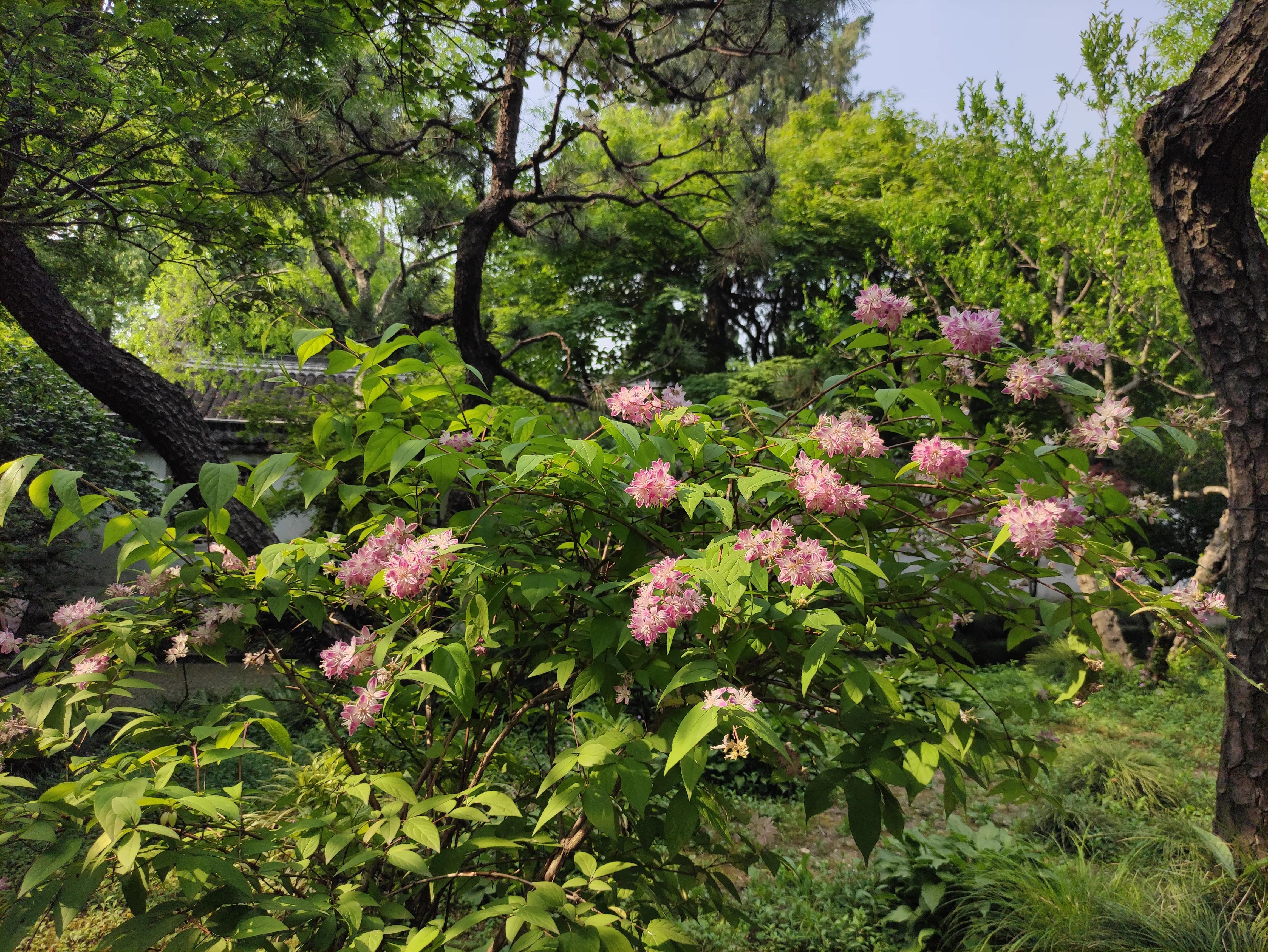 苏州园林拙政园预约,苏州园林拙政园民宿