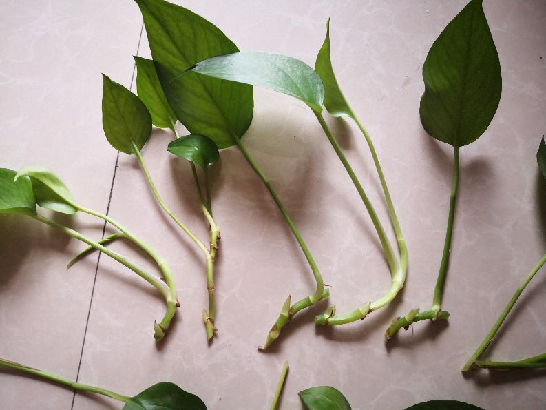 绿萝水培插扦方法,绿萝扦插的正确方法