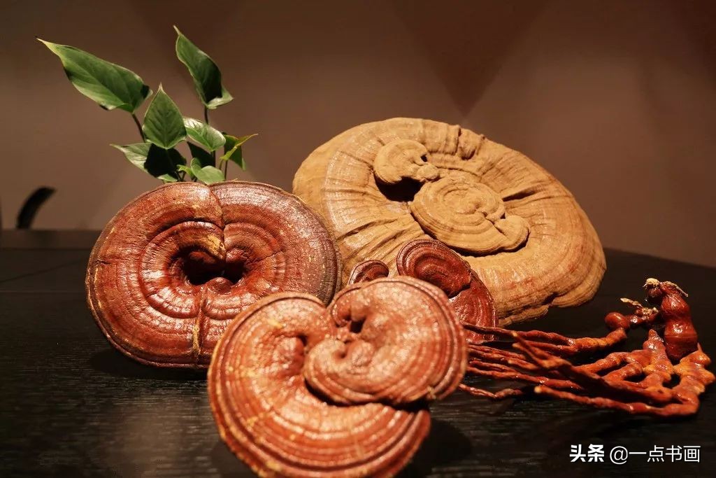 灵芝的寓意和象征花语,灵芝的寓意和功效