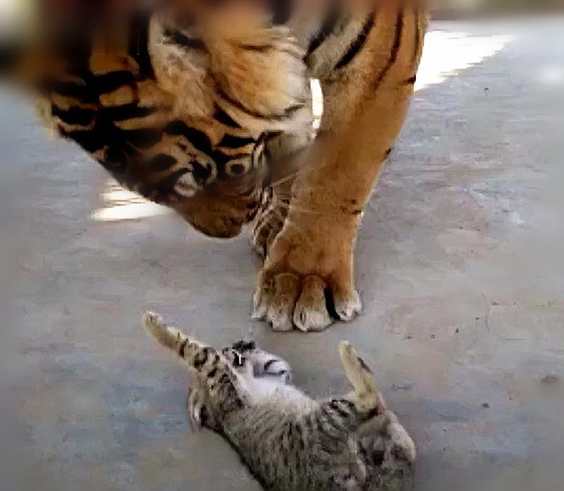 饲养员想激发小老虎,饲养员挑逗老虎发怒