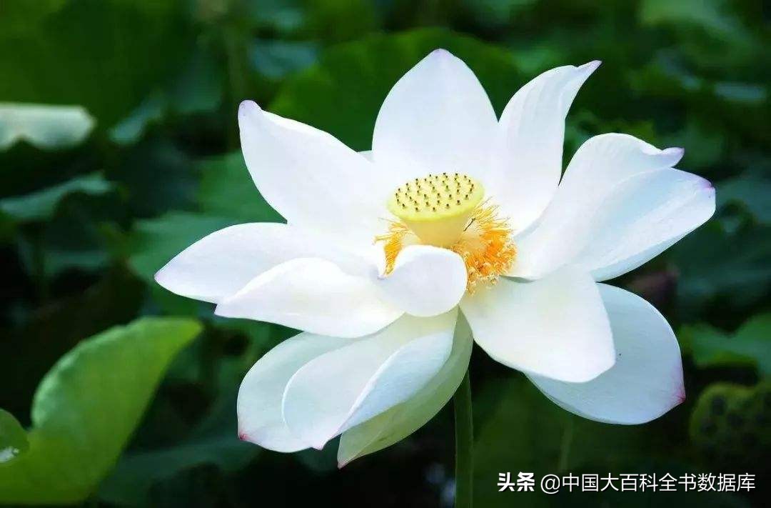 花朝麦秋小阳春来感受下各月雅称里的寒来暑往秋收冬藏