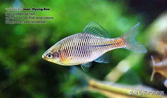 黑龙江特色养殖鱼类,黑龙江名贵鱼种图片