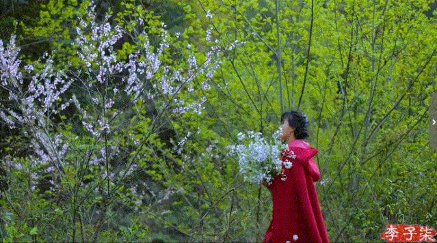 李子柒消失的55天鲜花宴,李子柒火到全球的视频