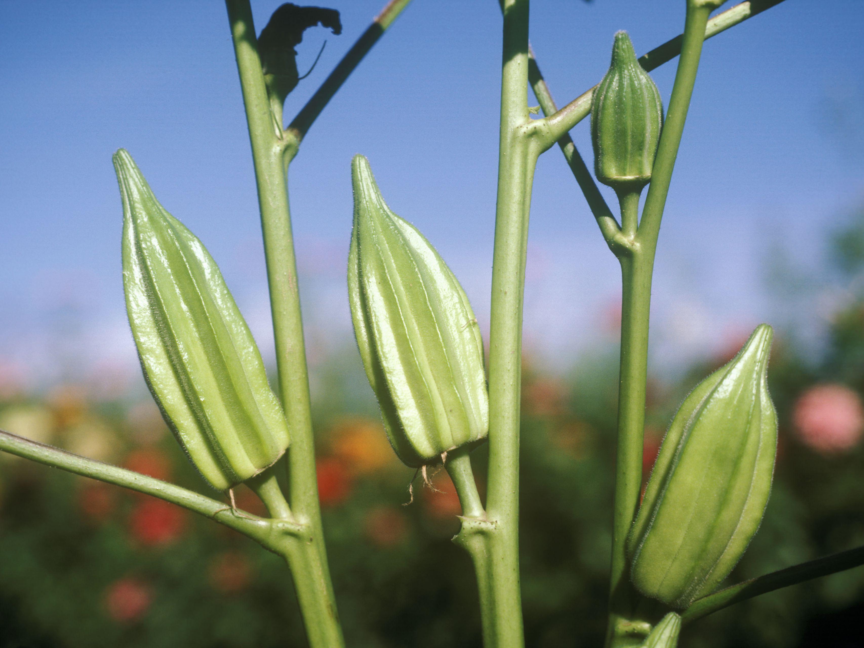 秋葵什么时候种最好,秋葵生长对环境条件的要求