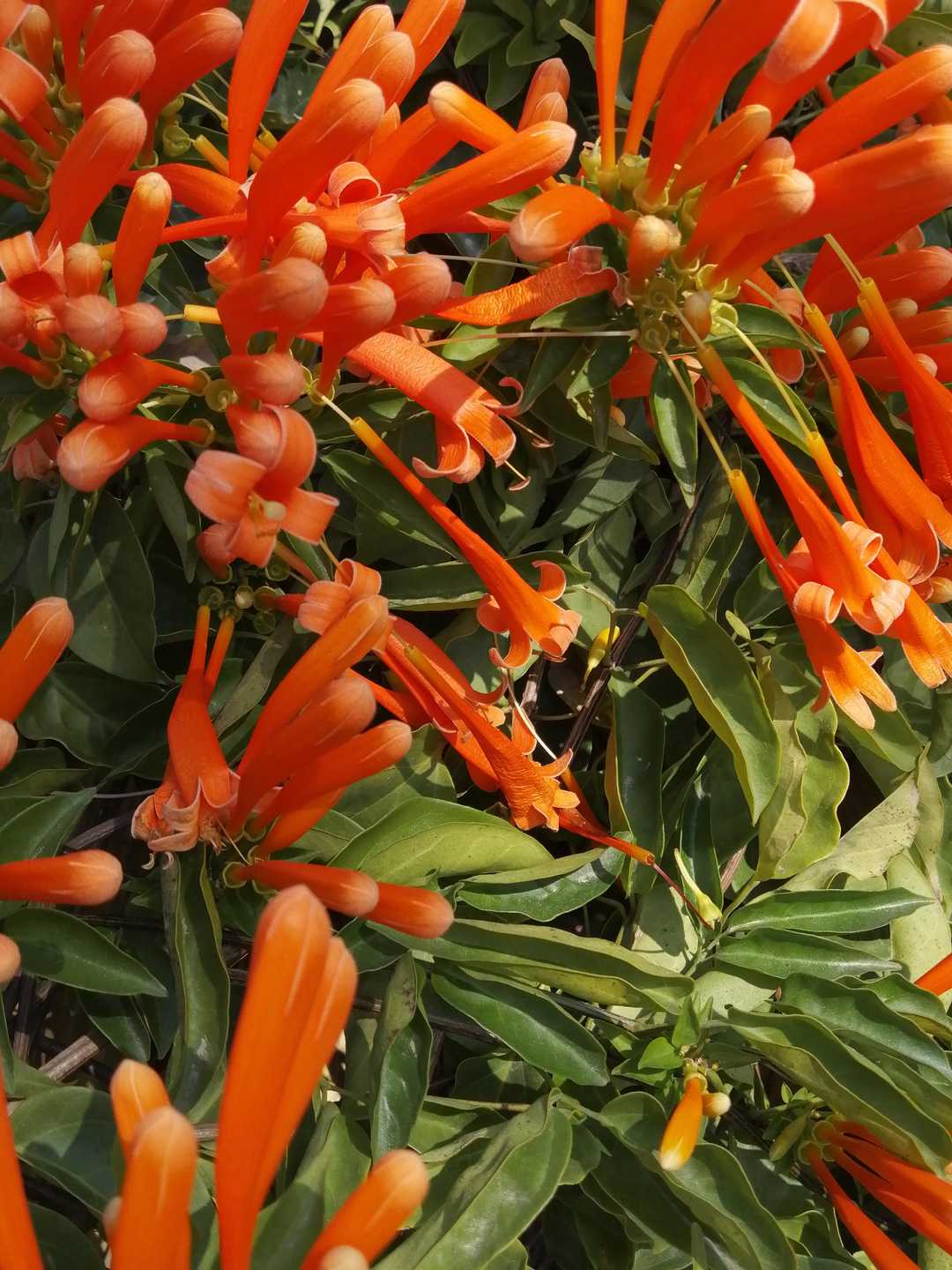 新年炮仗,炮仗花过年