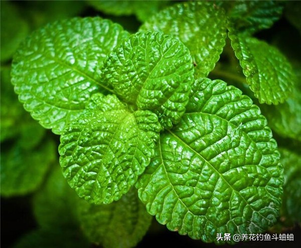 盆栽薄荷如何养护教程,盆栽薄荷播种注意事项