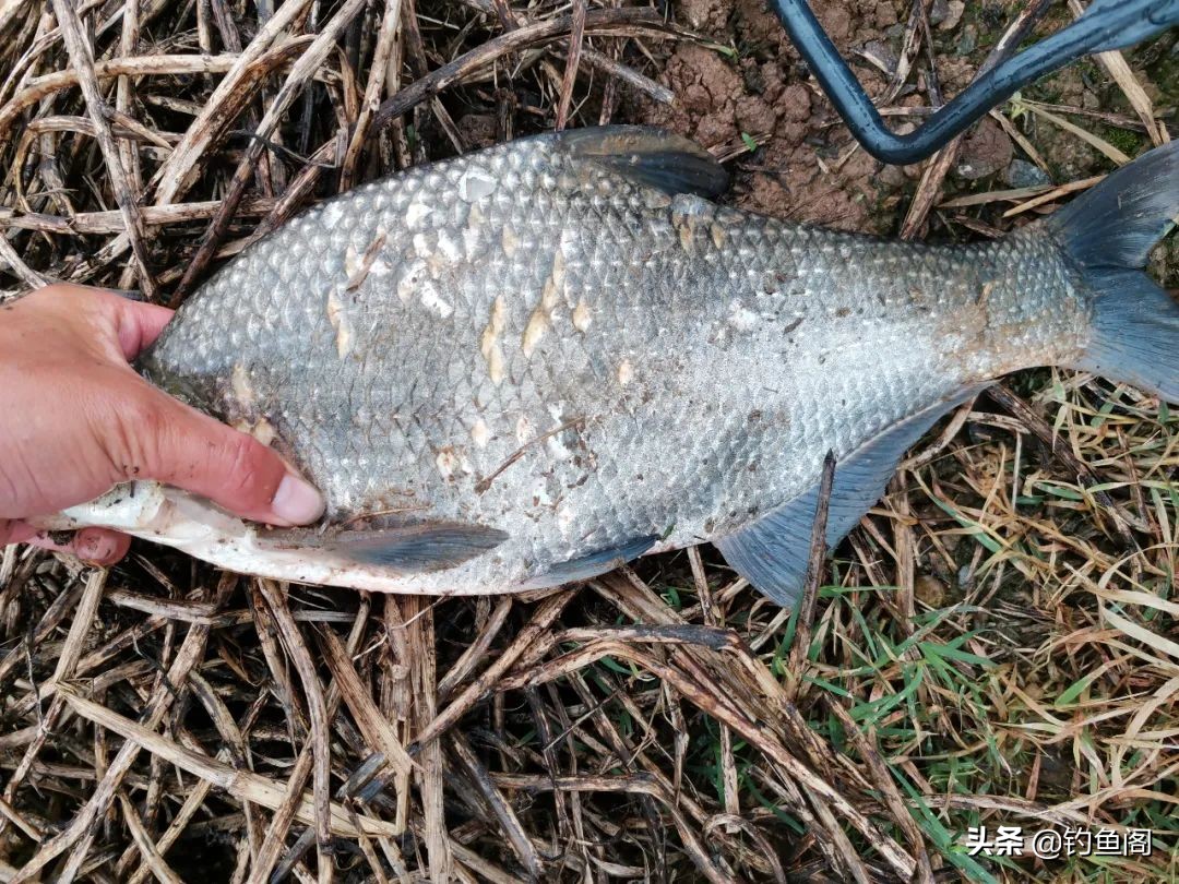 串钩怎么钓不上鱼呢,夏天抛竿串钩能钓大鱼