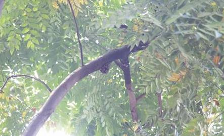 被蜜蜂蜇了该咋办,被蜜蜂蜇了该怎么办