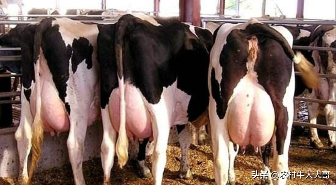 中国奶牛乳房炎的发病情况,奶牛乳房炎症状有哪些