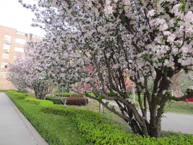 学校作业管理优秀案例,学校精细化管理案例