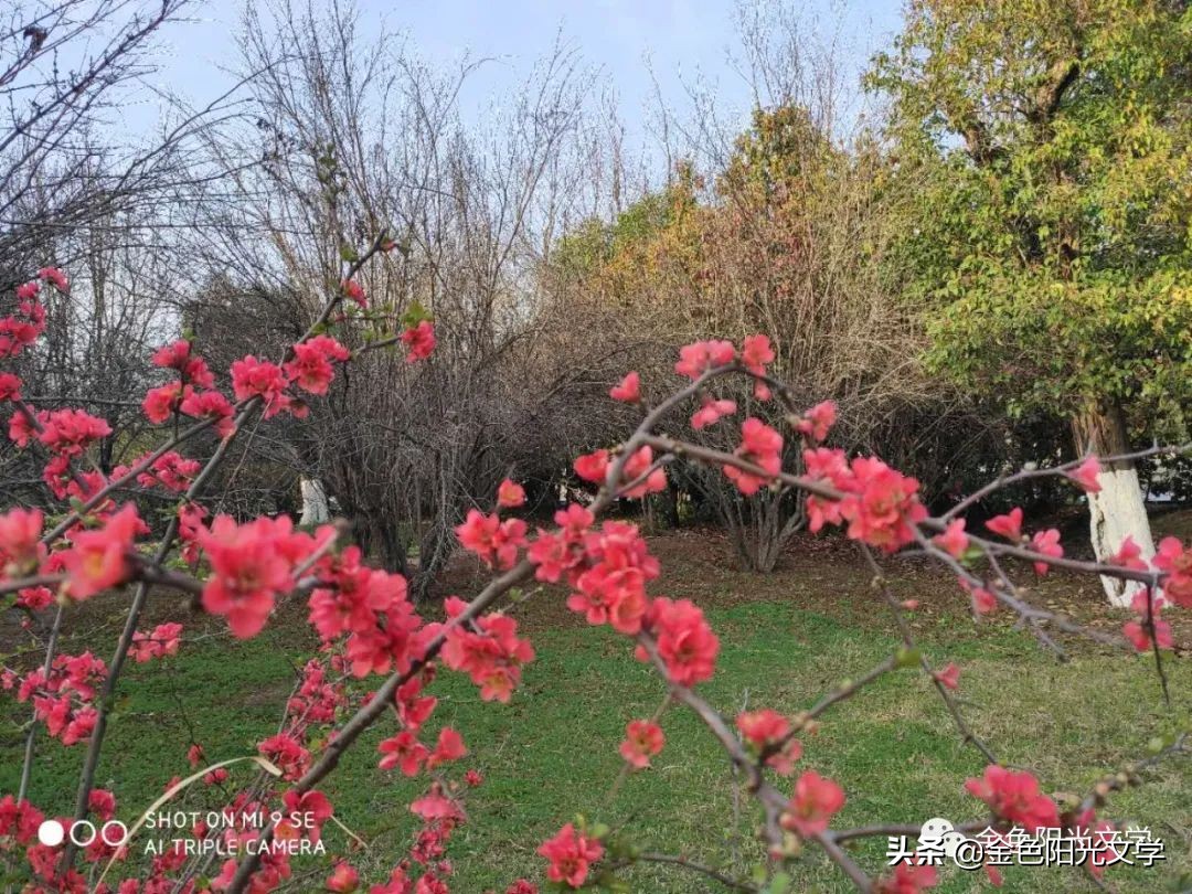 春天来了、春天的油菜花、我心中的春天、春诗