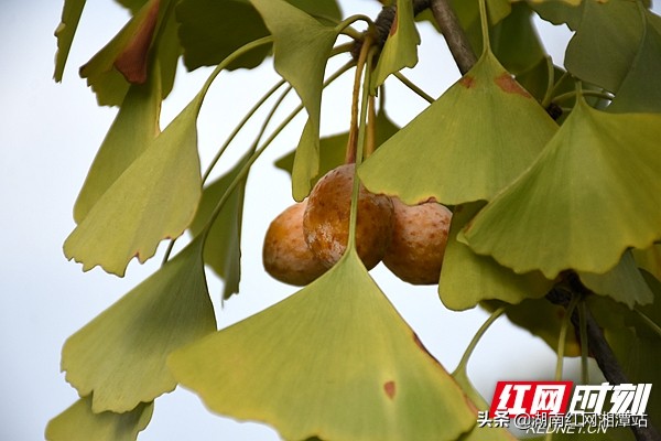 湘潭最美景区,湘潭沿江风景图