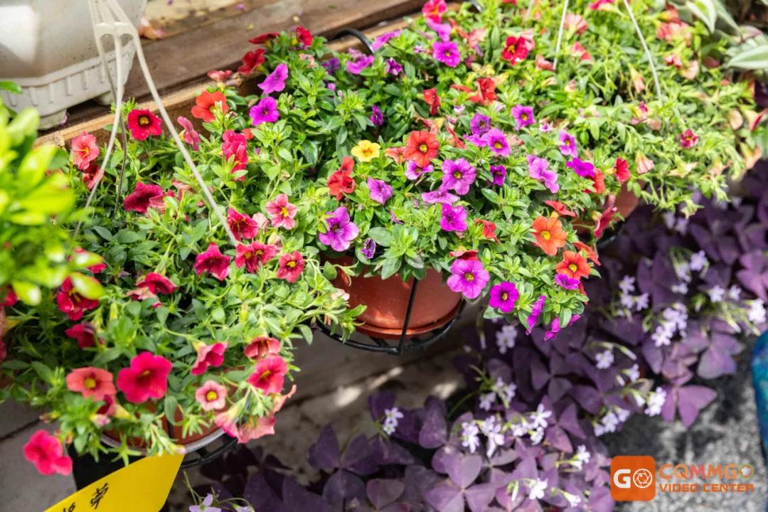 重庆花市排名前十名,重庆花市哪里最便宜