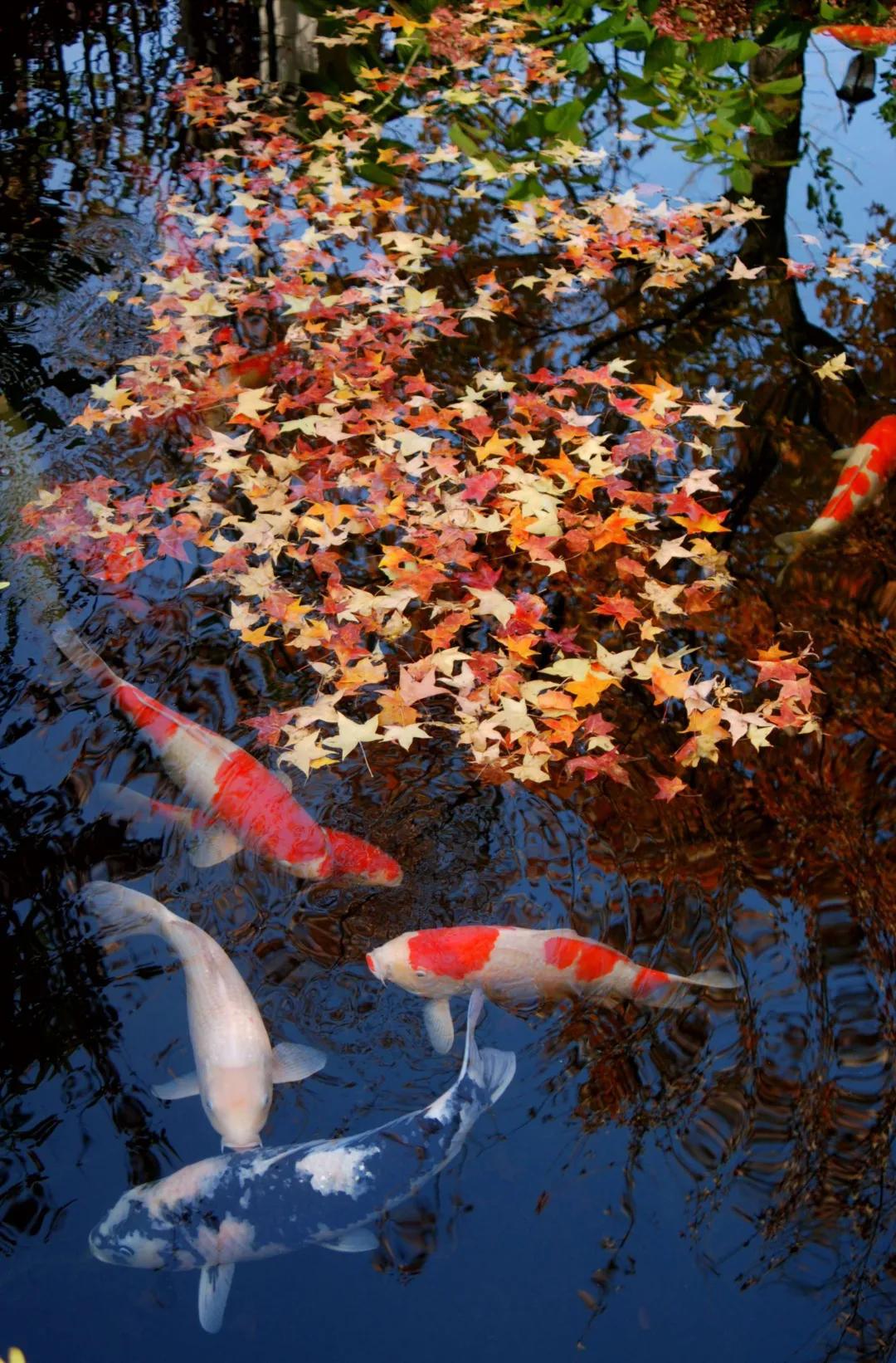 东北花园四季开花植物,北方一年四季都开花的花园