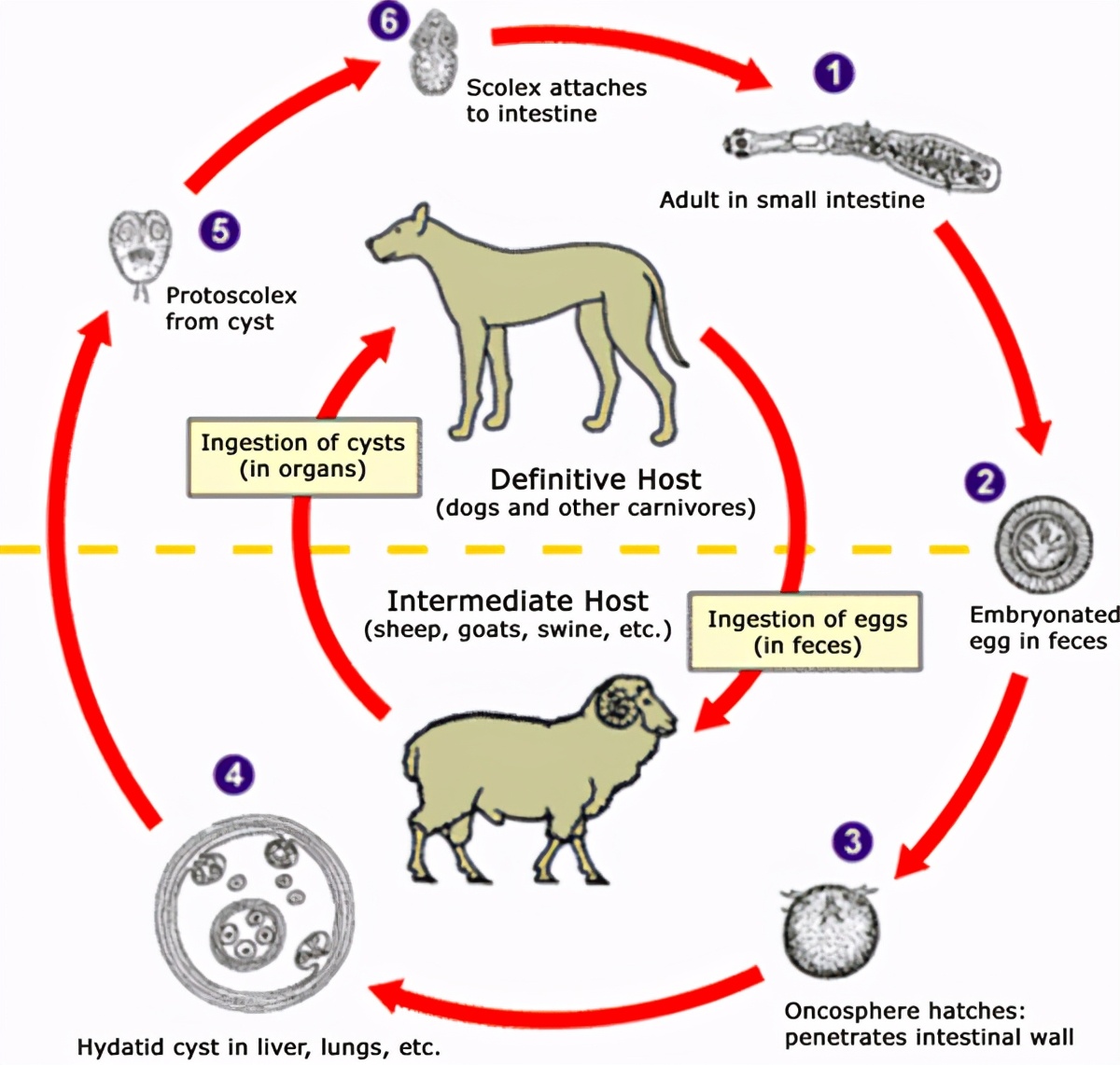 藏獒变流浪狗,藏獒从一条换北京两套房
