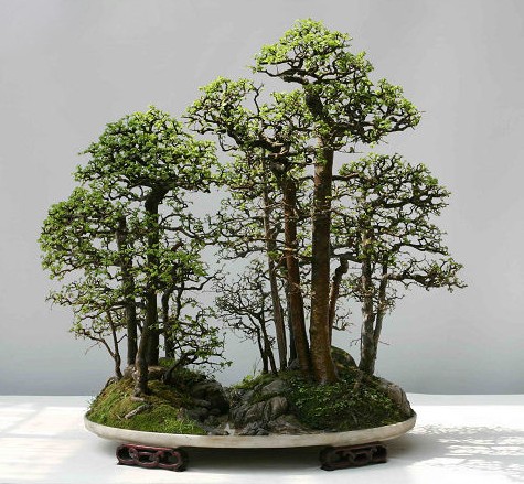 养花盆景的制作,如何制作观赏盆景教程